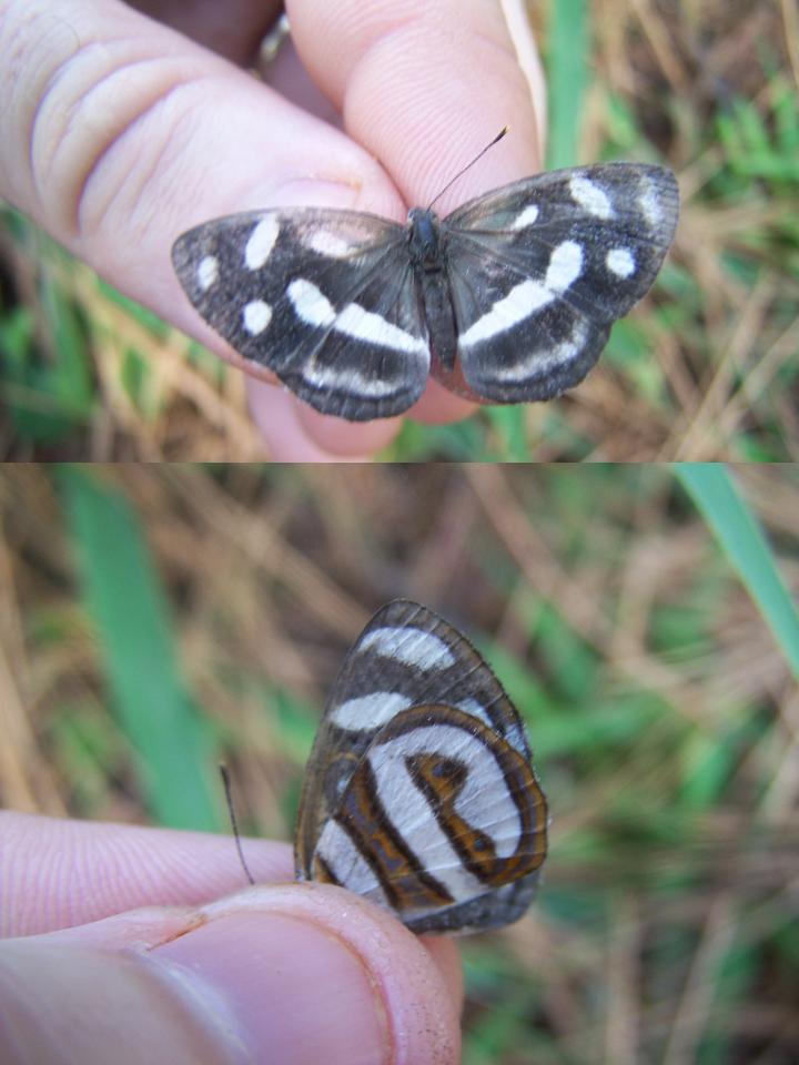 FIGURE 2 FIGURE 2